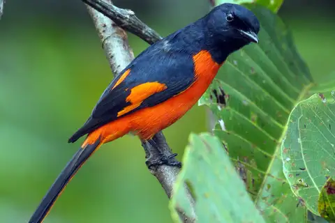 Fiery Minivet