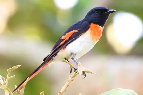 Little Minivet