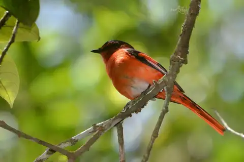 Sunda Minivet