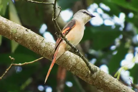 Rosy Minivet