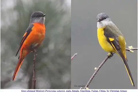 Grey-chinned Minivet