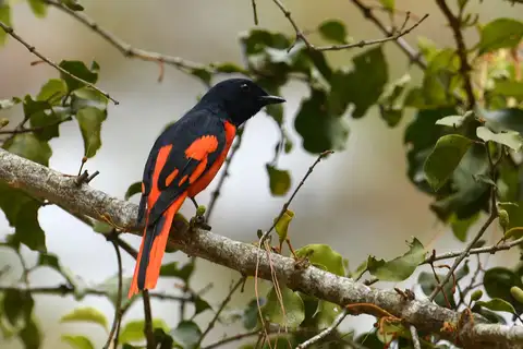 Scarlet Minivet