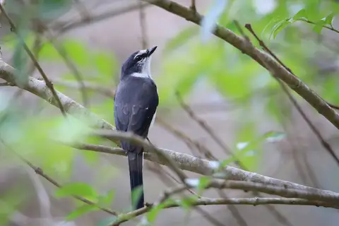 Ryukyu Minivet