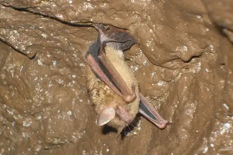 Tricolored Bat
