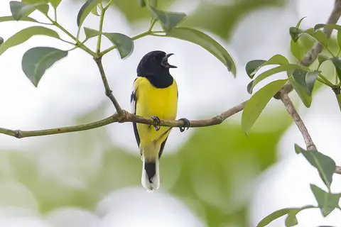 Palawan Tit