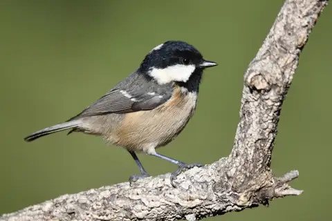 Coal Tit
