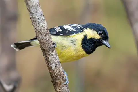 Elegant Tit