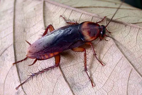 American Cockroach