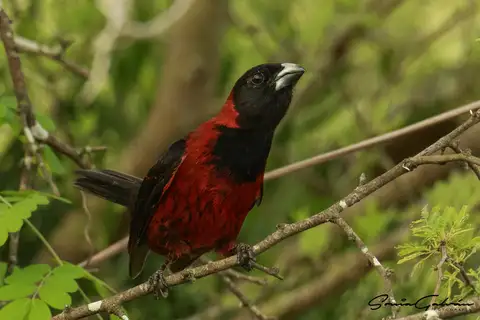 Crimson-collared Grosbeak