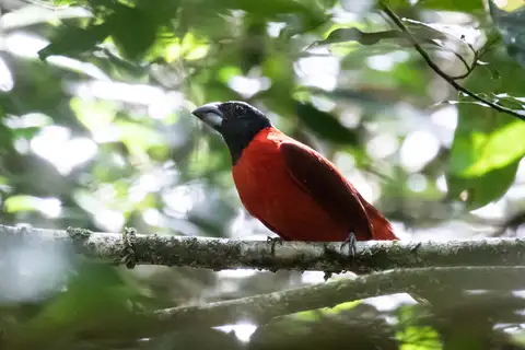 Red-and-black Grosbeak