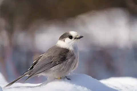Canada Jay