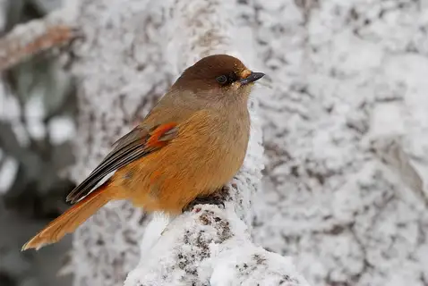 Siberian Jay