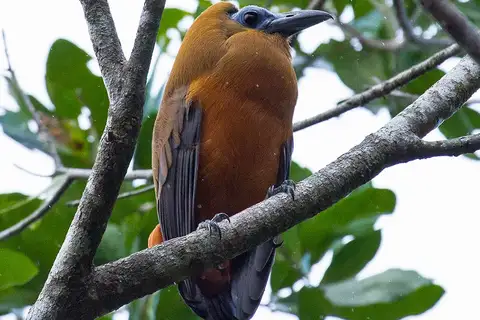 Capuchinbird