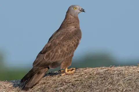 European Honey Buzzard