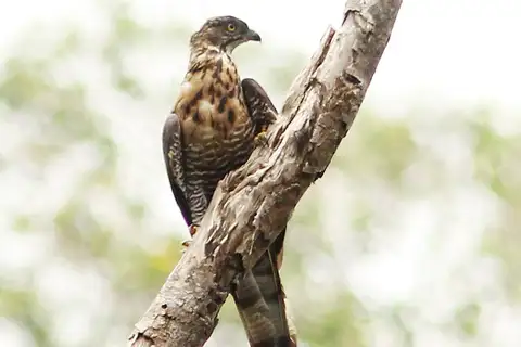 Barred Honey Buzzard