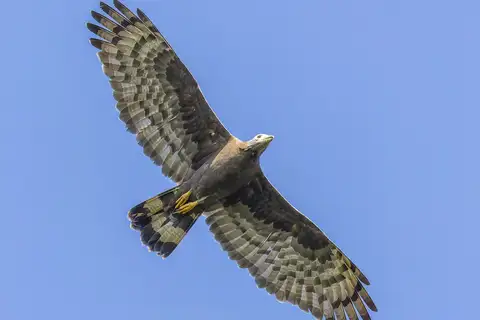 Crested Honey Buzzard