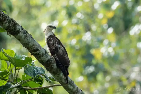 Philippine Honey Buzzard