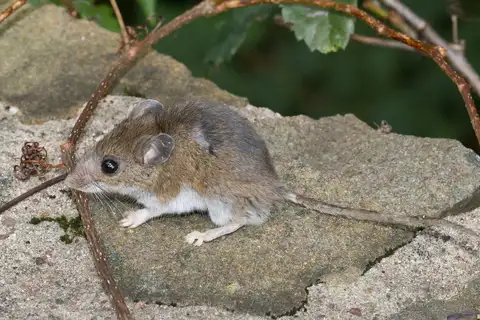 White-footed Mouse