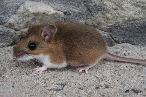 Eastern Deermouse