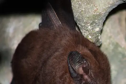 Greater Dog-like Bat