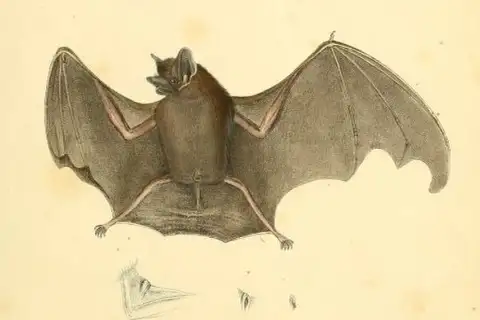 Lesser Dog-like Bat