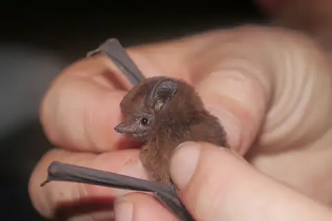 Trinidad Dog-like Bat