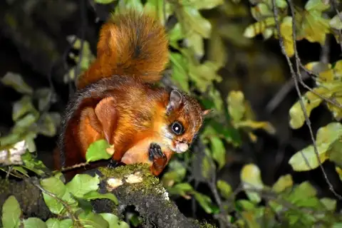 White-bellied Giant Flying Squirrel