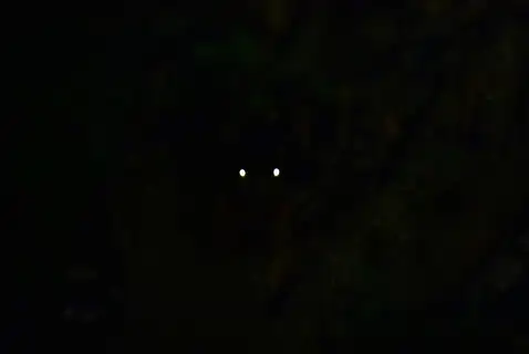 Taiwan Giant Flying Squirrel