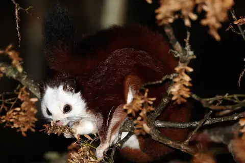 Taiwan Red-and-white Giant Flying Squirrel