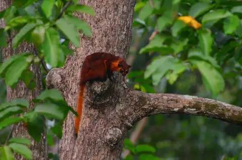Red Giant Flying Squirrel