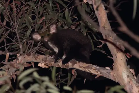 Greater Glider
