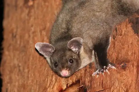 Yellow-bellied Glider