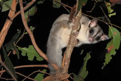 Sugar Glider