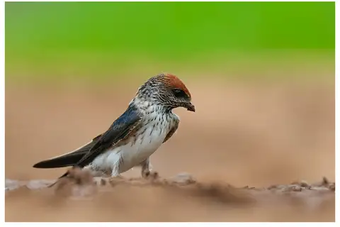 Streak-throated Swallow