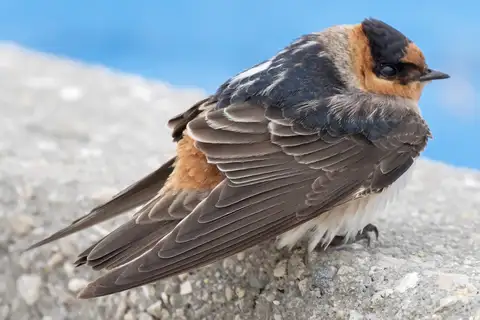 Cave Swallow