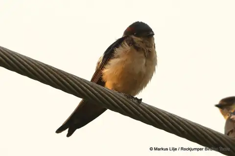 Preuss's Cliff Swallow