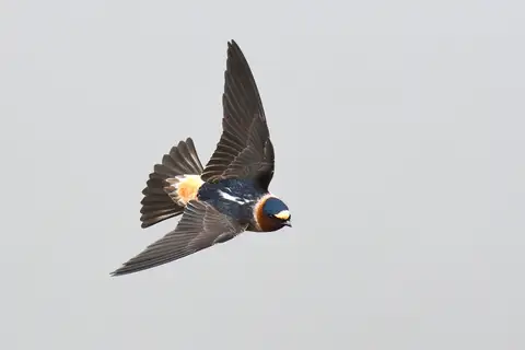 American Cliff Swallow
