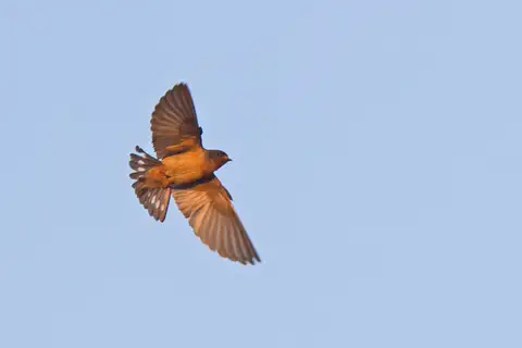 Red-throated Cliff Swallow