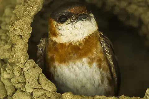 Chestnut-collared Swallow