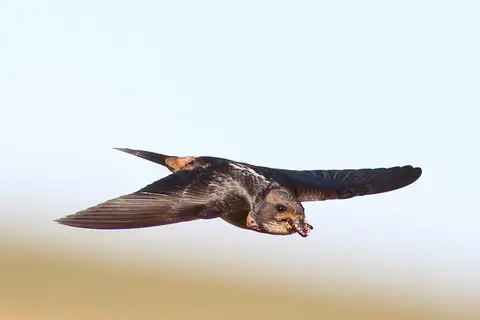 South African Cliff Swallow