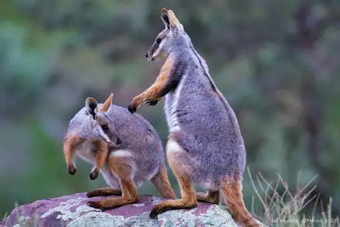 Yellow-footed Rock Wallaby
