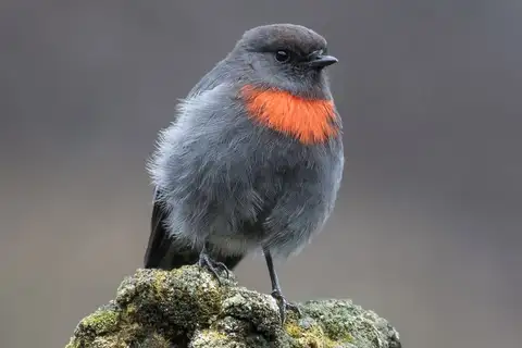 Snow Mountain Robin