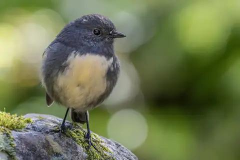South Island Robin