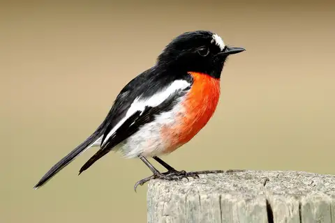 Scarlet Robin