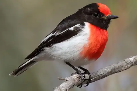 Red-capped Robin