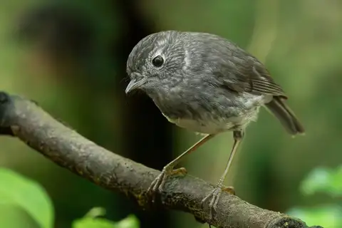 North Island Robin