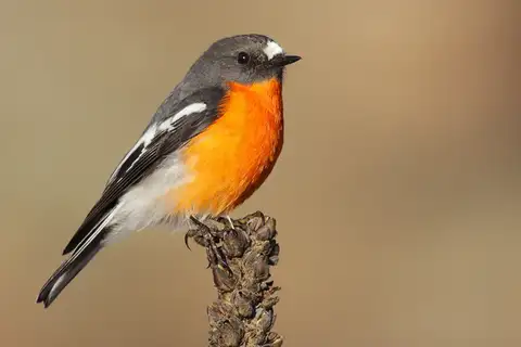 Flame Robin