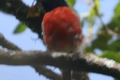 Solomons Robin