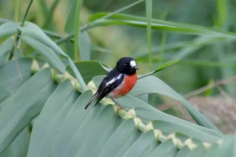 Pacific Robin