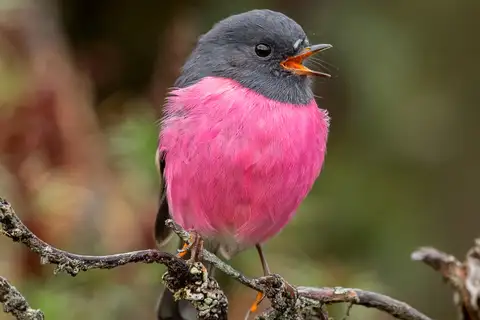 Pink Robin
